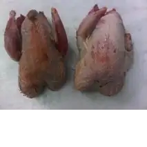 Red Leg Partridge