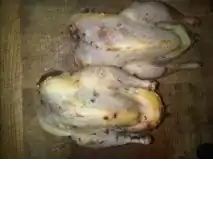 Pheasant