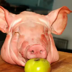 Pigs Head